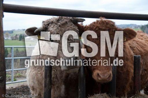 Hausrind (162 von 174).jpg